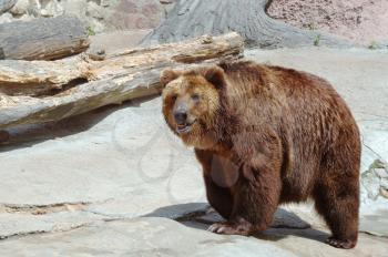 Royalty Free Photo of a Brown Bear